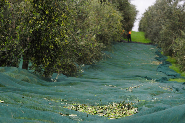 Frantoio Ranchino | Olio Evo di Eccellenza