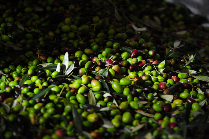 Frantoio Ranchino | Olio Evo di Eccellenza